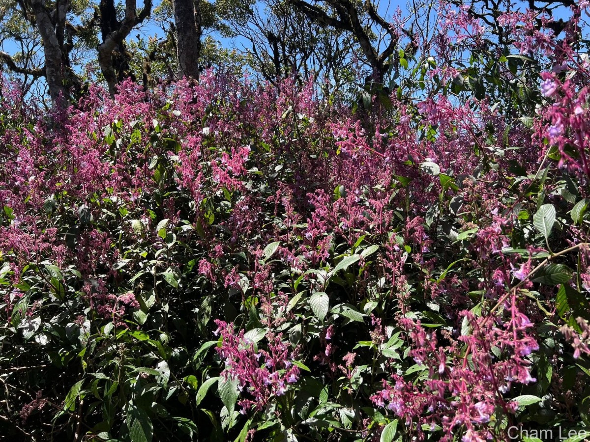 Strobilanthes pulcherrima T.Anderson